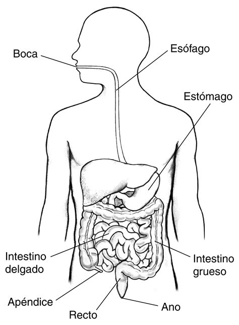 Diagrama del tracto gastrointestinal superior con el esófago, estómago y duodeno