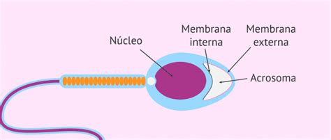 Diagrama detallado de la cabeza del espermatozoide con el núcleo y acrosoma