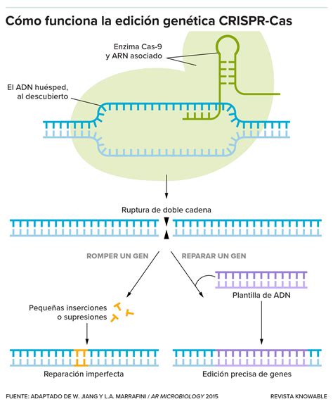 Esquema que muestra el proceso de edición genética CRISPR para crear un nicho renal en un embrión porcino y la posterior integración de células madre humanas.