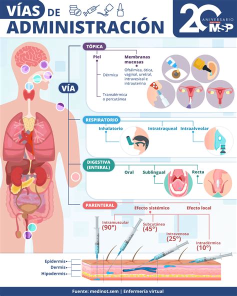 Infografía comparativa sobre las distintas vías de regeneración renal: desde el uso de células madre propias hasta la bioingeniería con quimeras.