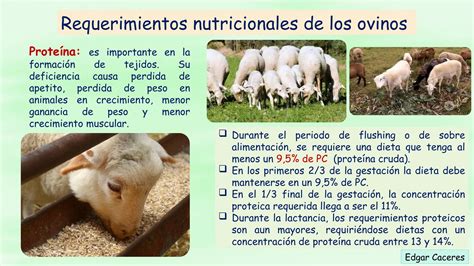 Gráfico mostrando los cambios en los requerimientos nutricionales de las cerdas según la etapa de gestación.