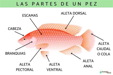 Esquema detallado de la técnica de hipofisación en peces, mostrando el punto de inyección y el equipo necesario