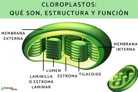 Micrografía de transmisión de electrones mostrando un cloroplasto en una hoja