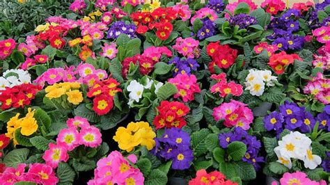 Foto de plantas con flores de colores vivos y variados