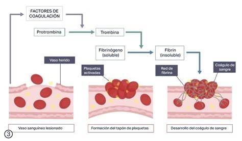 Diagrama del proceso de coagulación sanguínea con participación de plaquetas y fibrina