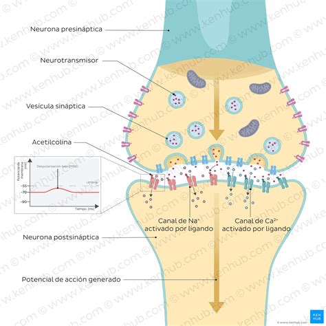 Diagrama molecular de Misoprostol y sus sitios de acción principales