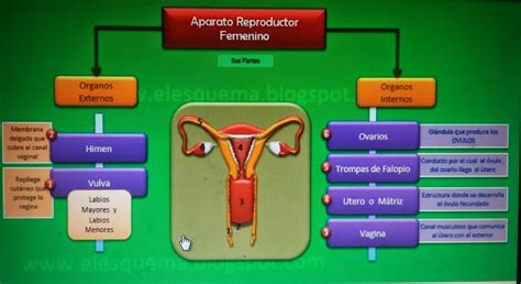 Esquema anatómico del sistema reproductor femenino, con énfasis en los ovarios.