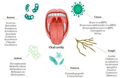 Esquema visual de diferentes tipos de bacterias presentes en la boca de un adulto y cómo pueden transmitirse a un bebé.