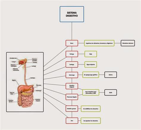 Diagrama general del sistema digestivo inferior con énfasis en el colon y recto