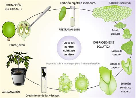 Esquema de las etapas de la embriogénesis vegetal desde el cigoto hasta el embrión maduro