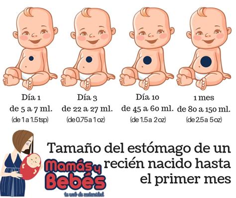 Gráfico comparativo del crecimiento del estómago de un recién nacido en sus primeras semanas de vida.
