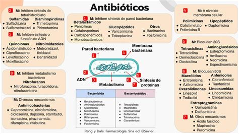 Esquema de las vías por las que los antibióticos pueden llegar a la leche de consumo