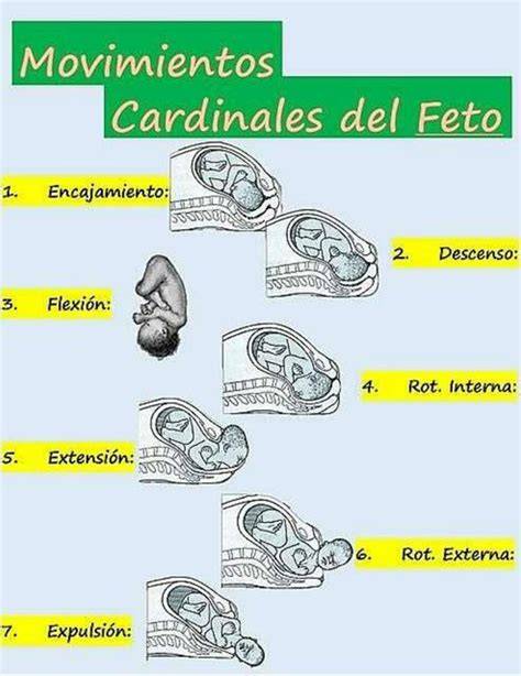 Ilustración de los movimientos cardinales del feto durante su salida por el canal de parto.
