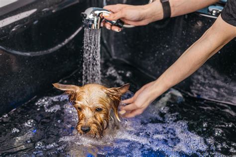 Bebé siendo bañado suavemente por un adulto con una esponja natural