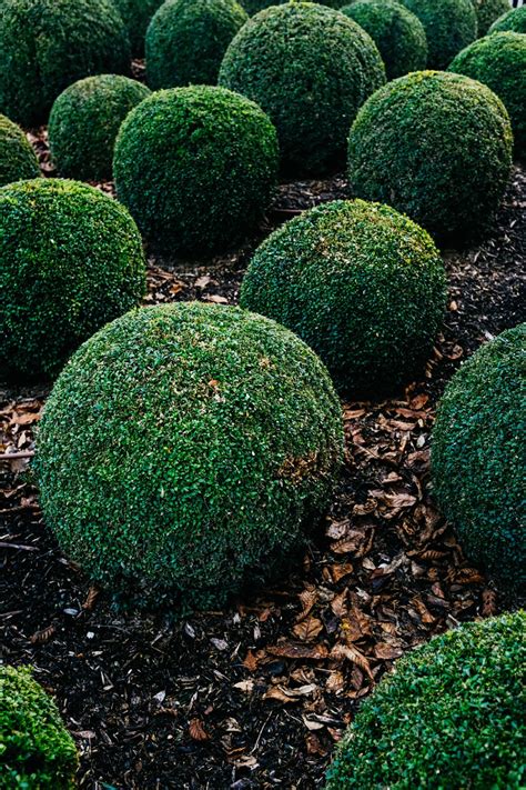 Foto de arbusto de Buxus sempervirens en un jardín con setos