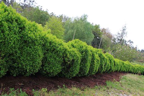Seto de boj con formas geométricas en un jardín clásico