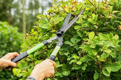 Herramientas de poda en un jardín junto a un boj