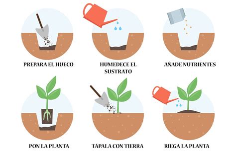 Esquema ilustrativo paso a paso de cómo trasplantar un arbusto de boj