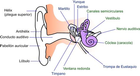 Esquema de cómo el oído humano procesa el sonido en un entorno 3D