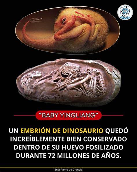 Esquema o dibujo de un embrión de dinosaurio Baby Yingliang en un huevo fosilizado