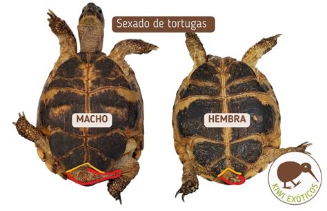 Infografía o esquema sobre cómo la temperatura afecta el sexo de las tortugas en el nido