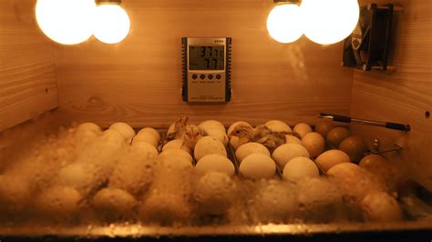 Foto de una incubadora tradicional de balut o un proceso de incubación de huevos de pato