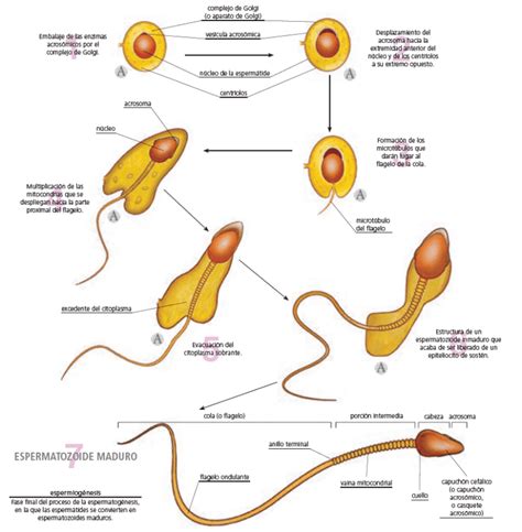 Esquema representativo de los cambios morfológicos típicos en el espermatozoide humano sujeto al estrés hipoosmótico.