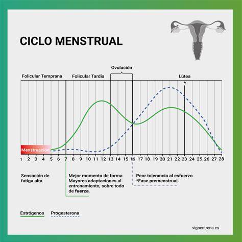 gráfico del ciclo menstrual y la fluctuación de hormonas