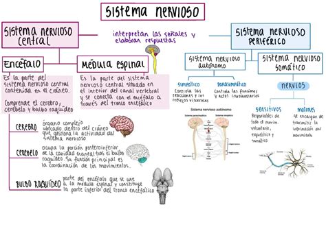 Esquema: Maduración del sistema nervioso en fetos y neonatos