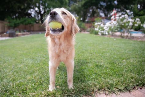 Golden Retriever joven jugando con una pelota