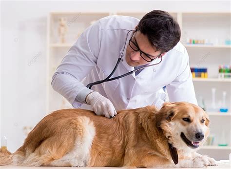 Veterinario examinando a un cachorro Golden Retriever
