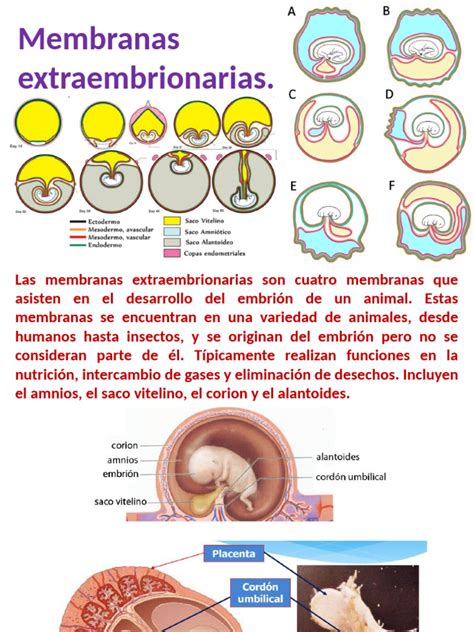 Esquema de las estructuras extraembrionarias en el útero