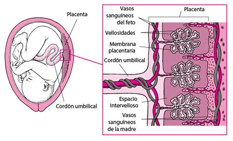 Ilustración de la placenta y sus conexiones con el feto y el útero