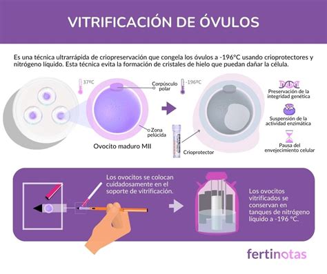 Esquema del proceso de criopreservación de óvulos y su uso posterior