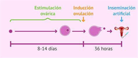 Imagen de ecografía durante la estimulación ovárica