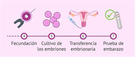 Proceso de fecundación in vitro y transferencia embrionaria