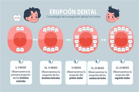 Infografía mostrando la cronología de erupción de los dientes de leche en bebés.