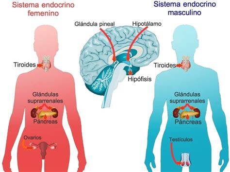 Ilustración de las glándulas del sistema endocrino involucradas en la pubertad