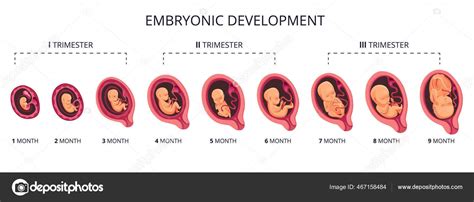 Esquema del desarrollo fetal por trimestres