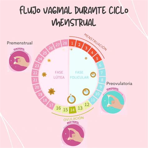 Ilustración comparando el flujo vaginal durante diferentes fases del ciclo menstrual