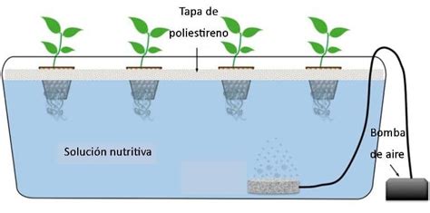 Esquema de un sistema hidropónico con raíces sumergidas en solución nutritiva