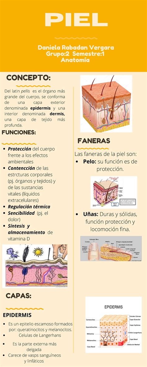 infografía sobre las capas de la piel neonatal y su maduración