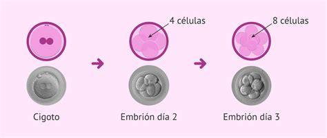 Esquema de la creación de un embrión quimérico a partir de dos cigotos diferentes