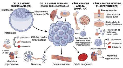 Infografía mostrando el proceso de inyección de células madre humanas en embriones de macaco