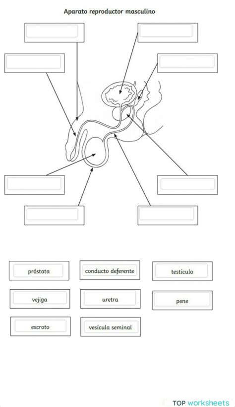 Diagrama interactivo del aparato reproductor masculino para identificación