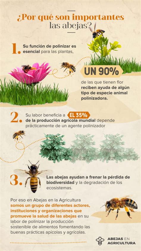 infografía sobre la importancia de las abejas como polinizadores y su papel en la producción de alimentos
