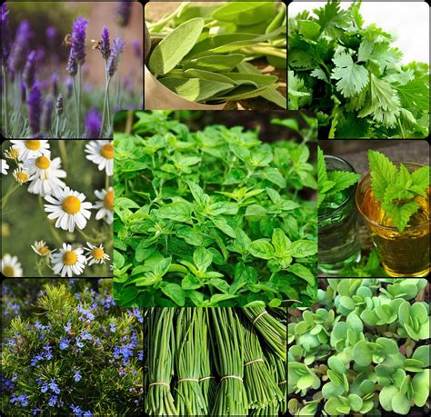 variedad de hierbas aromáticas como lavanda, menta y albahaca en macetas