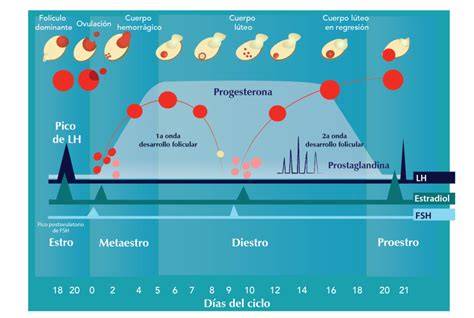 Esquema del ciclo estral en una vaca