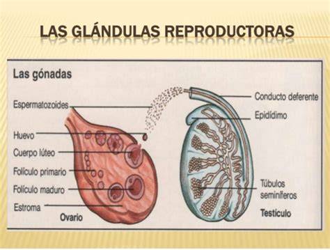 Esquema de las glándulas reproductoras femeninas en bovinos