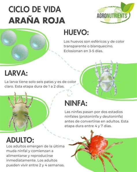 Infografía: Ciclo de vida y daños causados por la araña roja en plantas